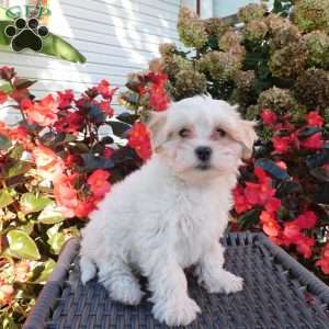 Sweetpea, Maltipoo Puppy