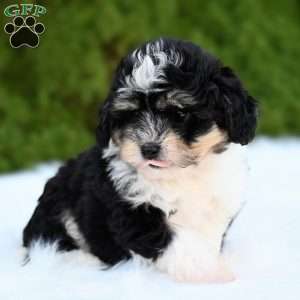 Ollie, Mini Aussiedoodle Puppy