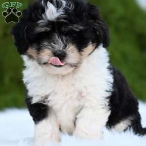 Ollie, Mini Aussiedoodle Puppy