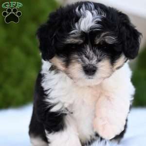 Ollie, Mini Aussiedoodle Puppy