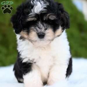 Ollie, Mini Aussiedoodle Puppy
