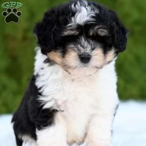 Ollie, Mini Aussiedoodle Puppy