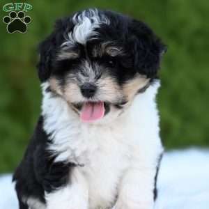 Ollie, Mini Aussiedoodle Puppy