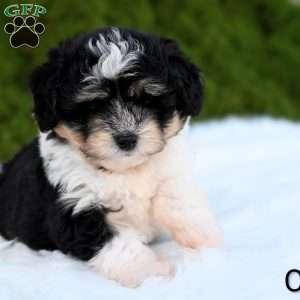 Ollie, Mini Aussiedoodle Puppy