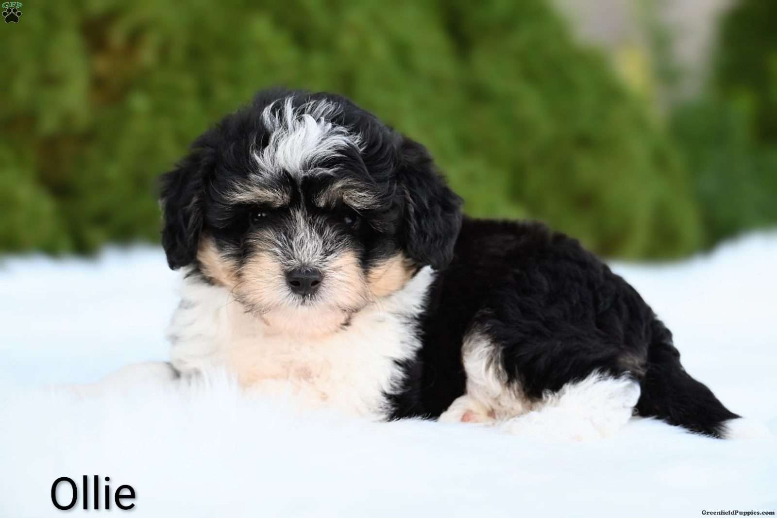 Ollie (Mini Aussiedoodle, Male) in Dundee, OH