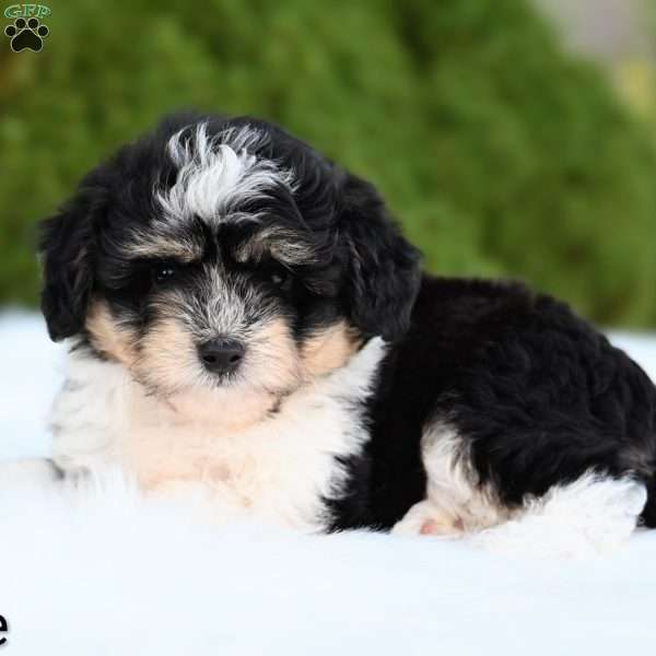 Ollie, Mini Aussiedoodle Puppy