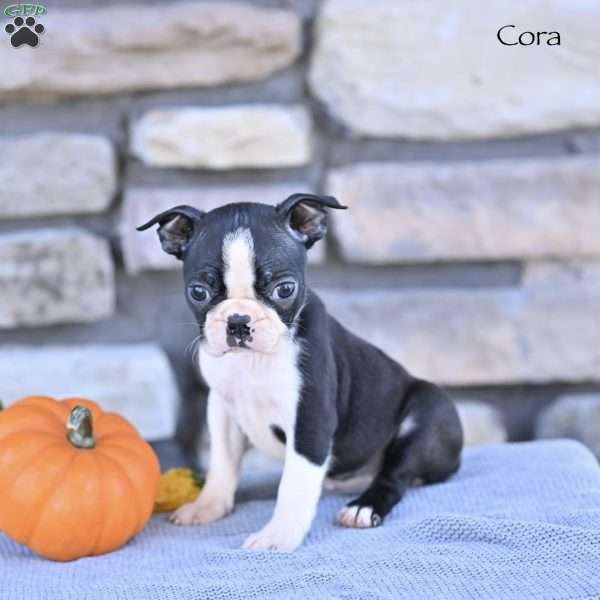 Cora, Boston Terrier Puppy