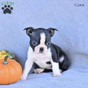 Cora, Boston Terrier Puppy