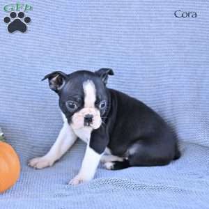 Cora, Boston Terrier Puppy