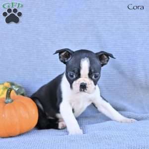 Cora, Boston Terrier Puppy