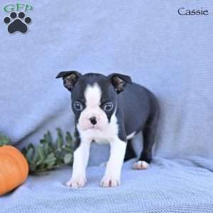 Cassie, Boston Terrier Puppy