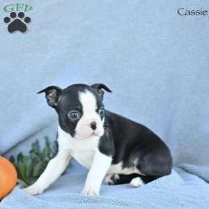 Cassie, Boston Terrier Puppy