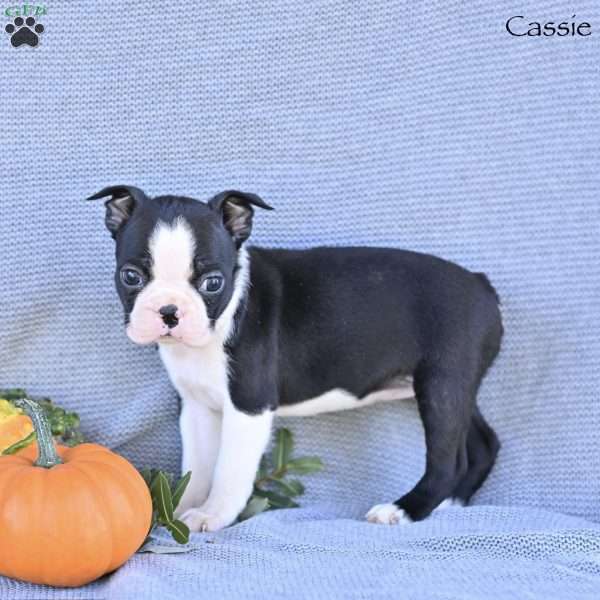 Cassie, Boston Terrier Puppy