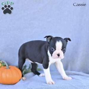 Cassie, Boston Terrier Puppy