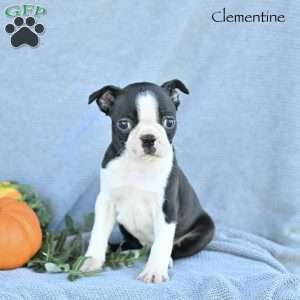 Clementine, Boston Terrier Puppy