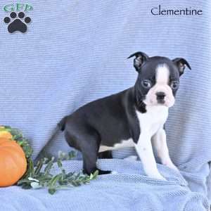 Clementine, Boston Terrier Puppy