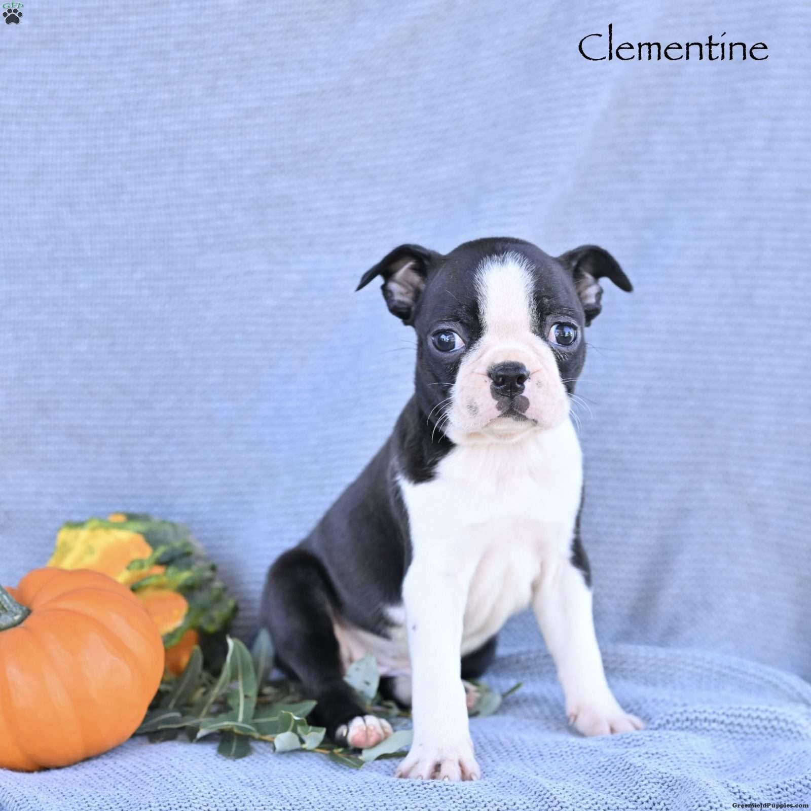 Clementine (Boston Terrier, Female) in Mifflinburg, PA