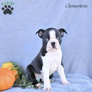 Clementine, Boston Terrier Puppy