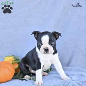 Callie, Boston Terrier Puppy