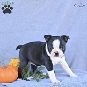 Callie, Boston Terrier Puppy
