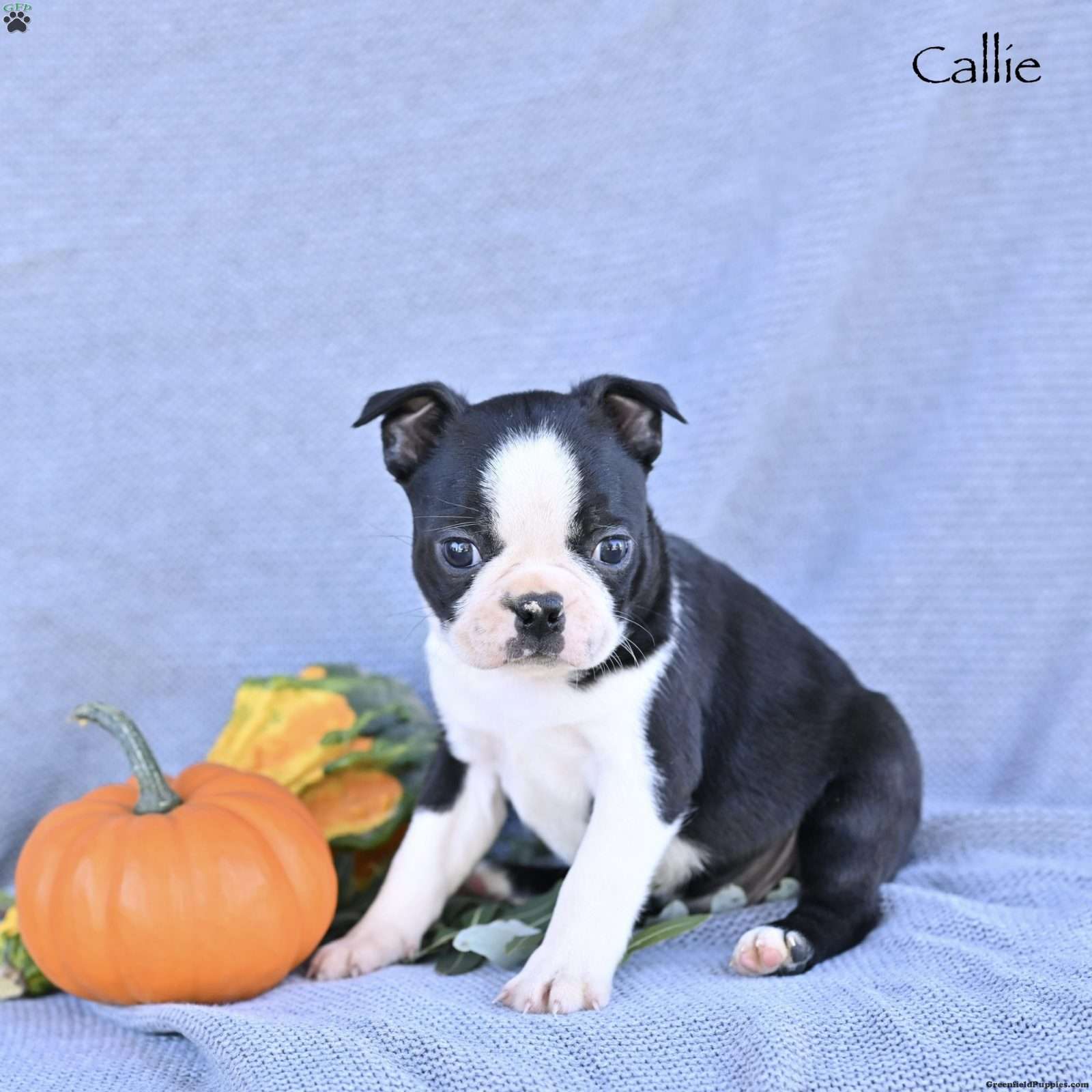 Callie (Boston Terrier, Female) in Mifflinburg, PA