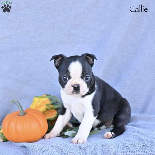 Callie, Boston Terrier Puppy