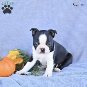Callie, Boston Terrier Puppy