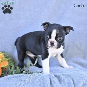 Carla, Boston Terrier Puppy