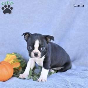 Carla, Boston Terrier Puppy
