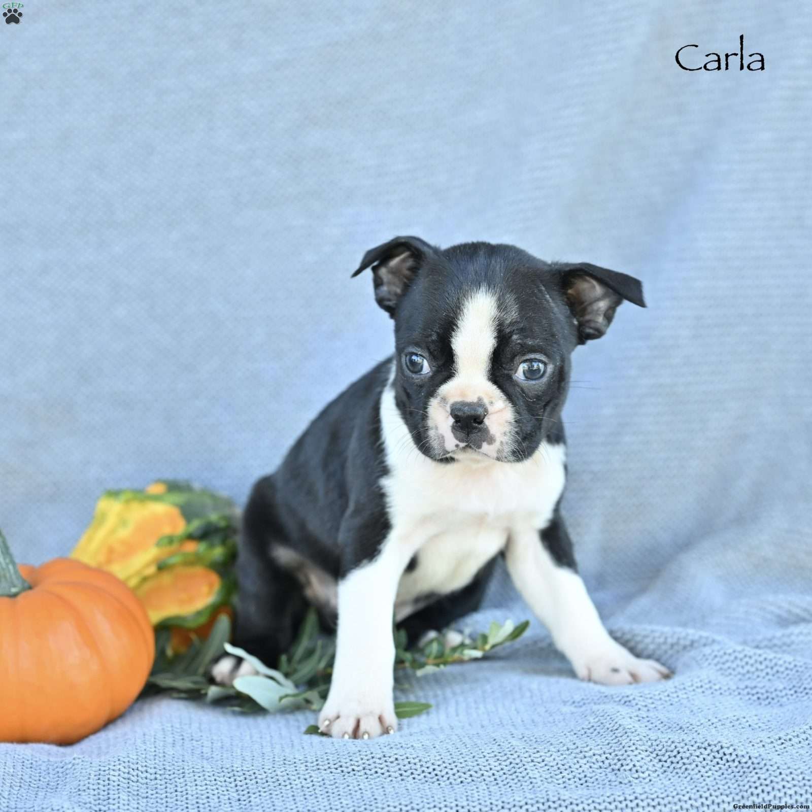 Carla (Boston Terrier, Female) in Mifflinburg, PA
