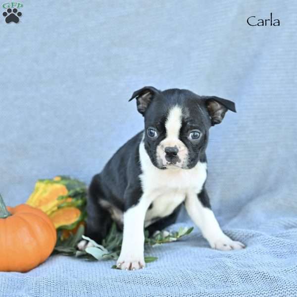 Carla, Boston Terrier Puppy