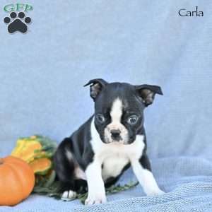 Carla, Boston Terrier Puppy