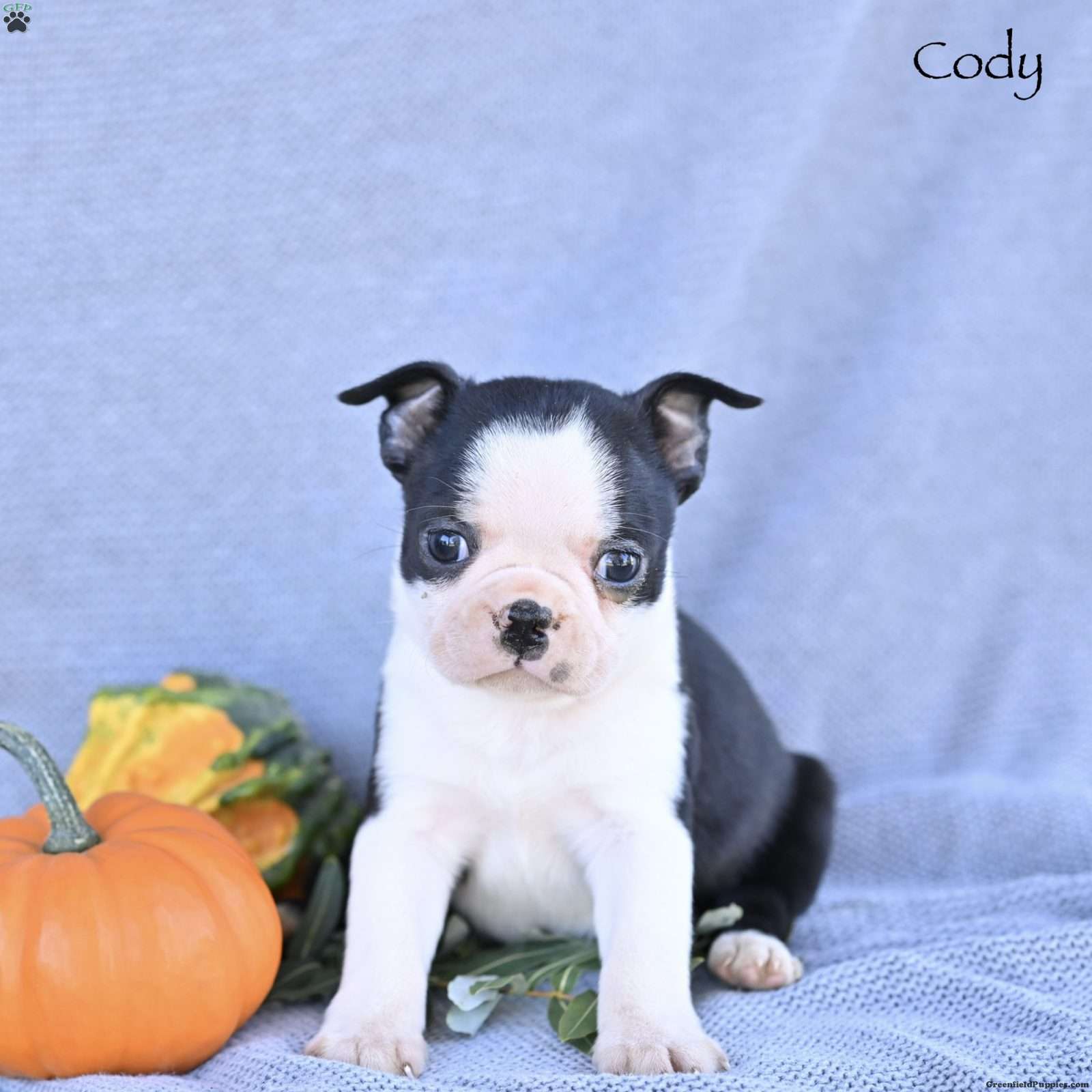 Cody (Boston Terrier, Male) in Mifflinburg, PA