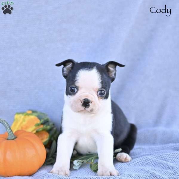 Cody, Boston Terrier Puppy