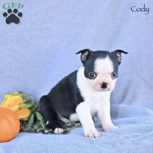 Cody, Boston Terrier Puppy