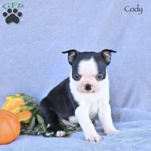 Cody, Boston Terrier Puppy