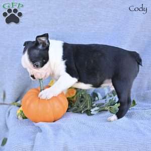 Cody, Boston Terrier Puppy