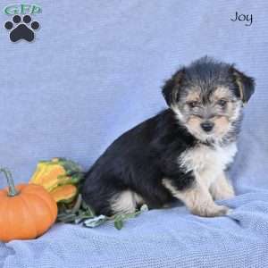 Joy, Morkie / Yorktese Puppy