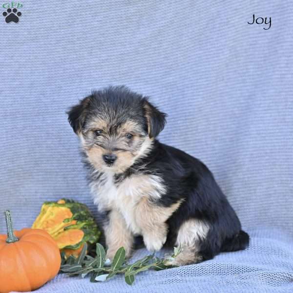 Joy, Morkie / Yorktese Puppy