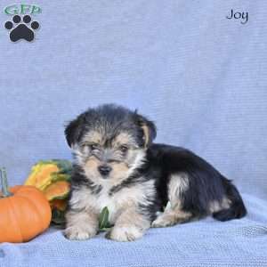 Joy, Morkie / Yorktese Puppy