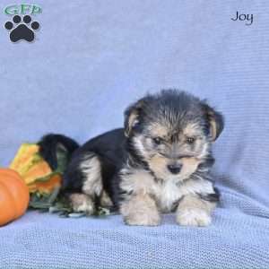Joy, Morkie / Yorktese Puppy