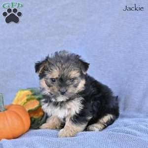 Jackie, Morkie / Yorktese Puppy