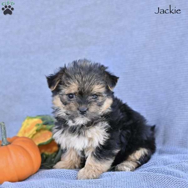 Jackie, Morkie / Yorktese Puppy