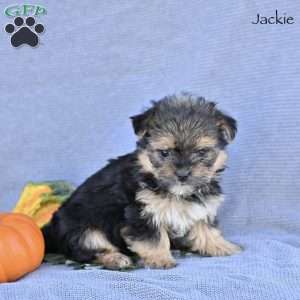 Jackie, Morkie / Yorktese Puppy