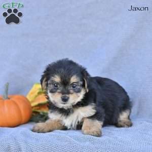 Jaxon, Morkie / Yorktese Puppy
