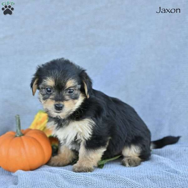 Jaxon, Morkie / Yorktese Puppy