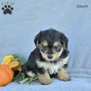 Jaxon, Morkie / Yorktese Puppy