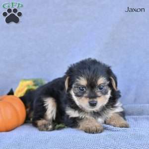 Jaxon, Morkie / Yorktese Puppy