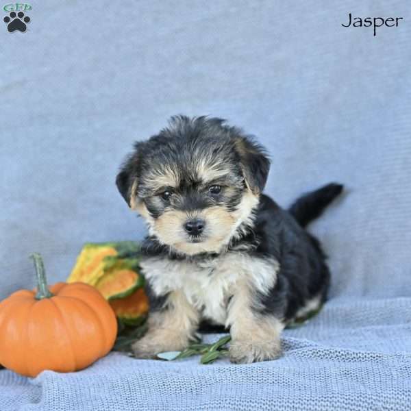 Jasper, Morkie / Yorktese Puppy