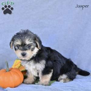 Jasper, Morkie / Yorktese Puppy